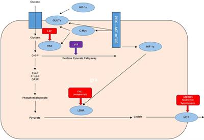 New horizons in modulating the radio-sensitivity of head and neck cancer - 100 years after Warburg’ effect discovery